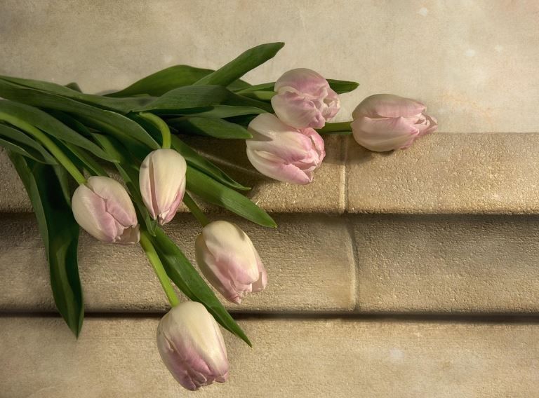 A serene image of pink tulips on stone steps showing healing funeral homes Norman, OK