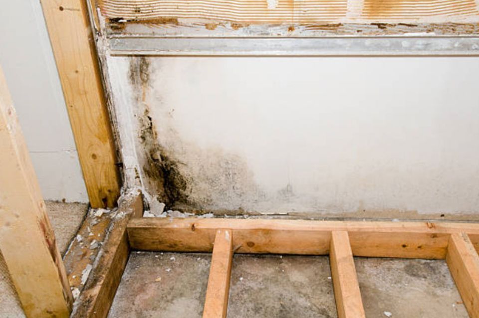 Mold Remediation in Pequannock, NJ
