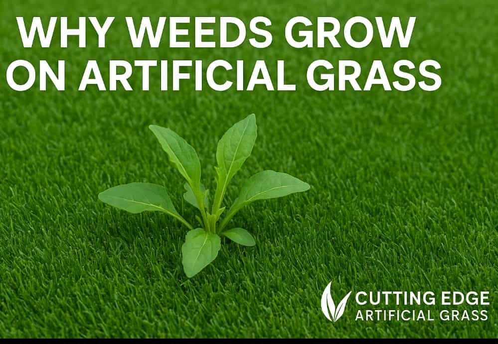 Wy are weeds growing in my artificial grass?
