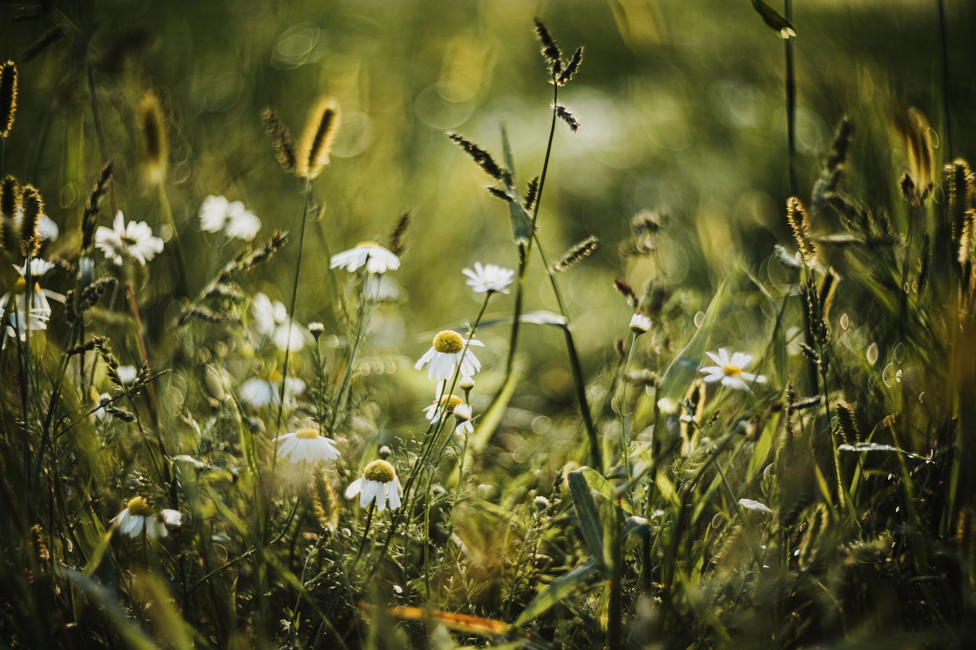Wildflowers and tall grasses swaying in a sunlit meadow, with white daisies and seed heads in soft focus