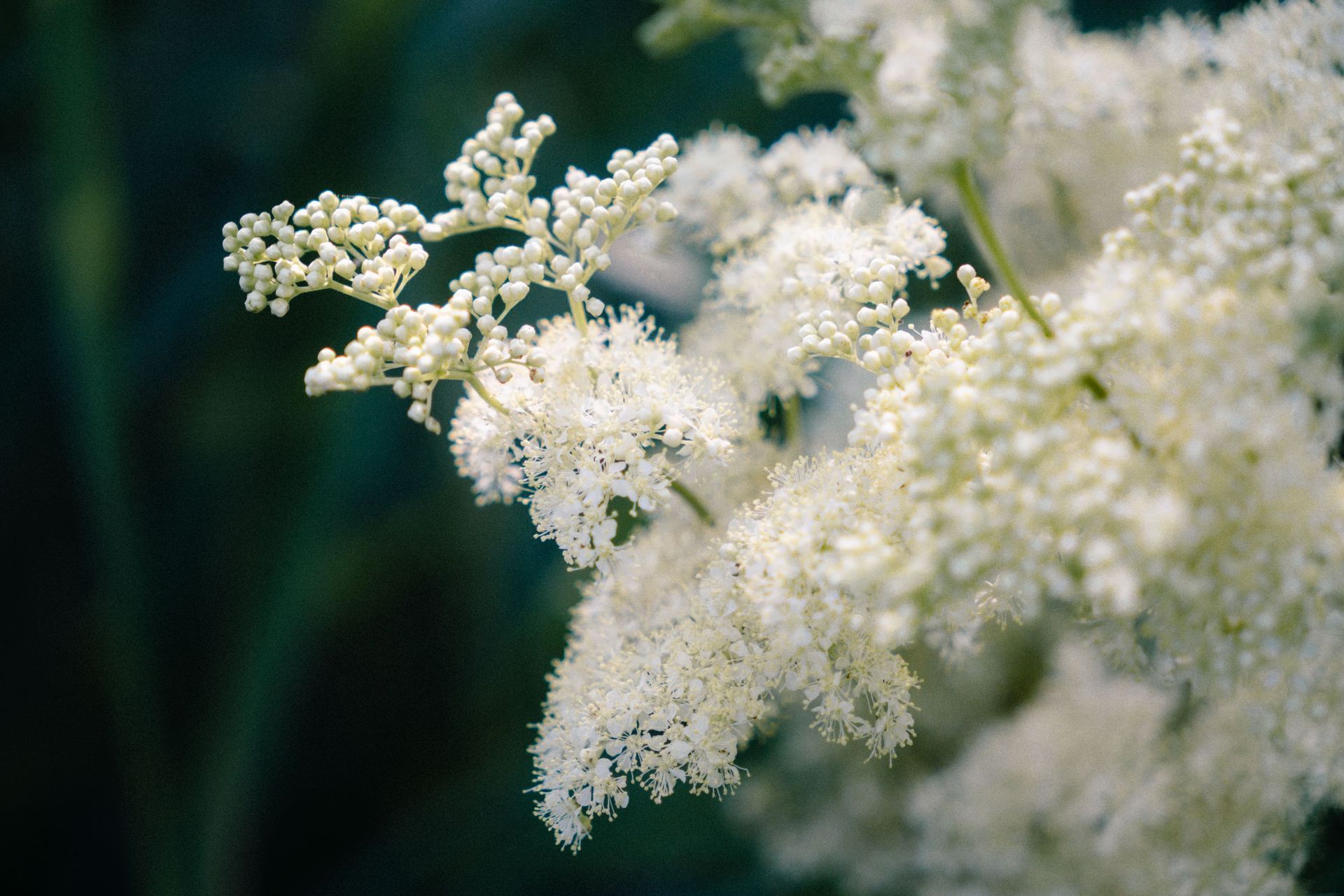 Close-up of white flowers with delicate clustered blossoms against a blurred green background