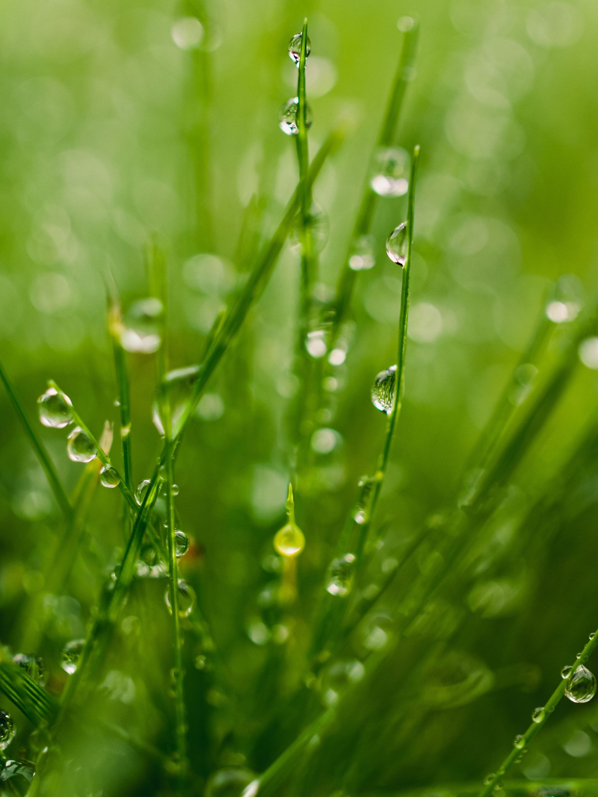 Close-up of green grass blades covered with sparkling dew drops