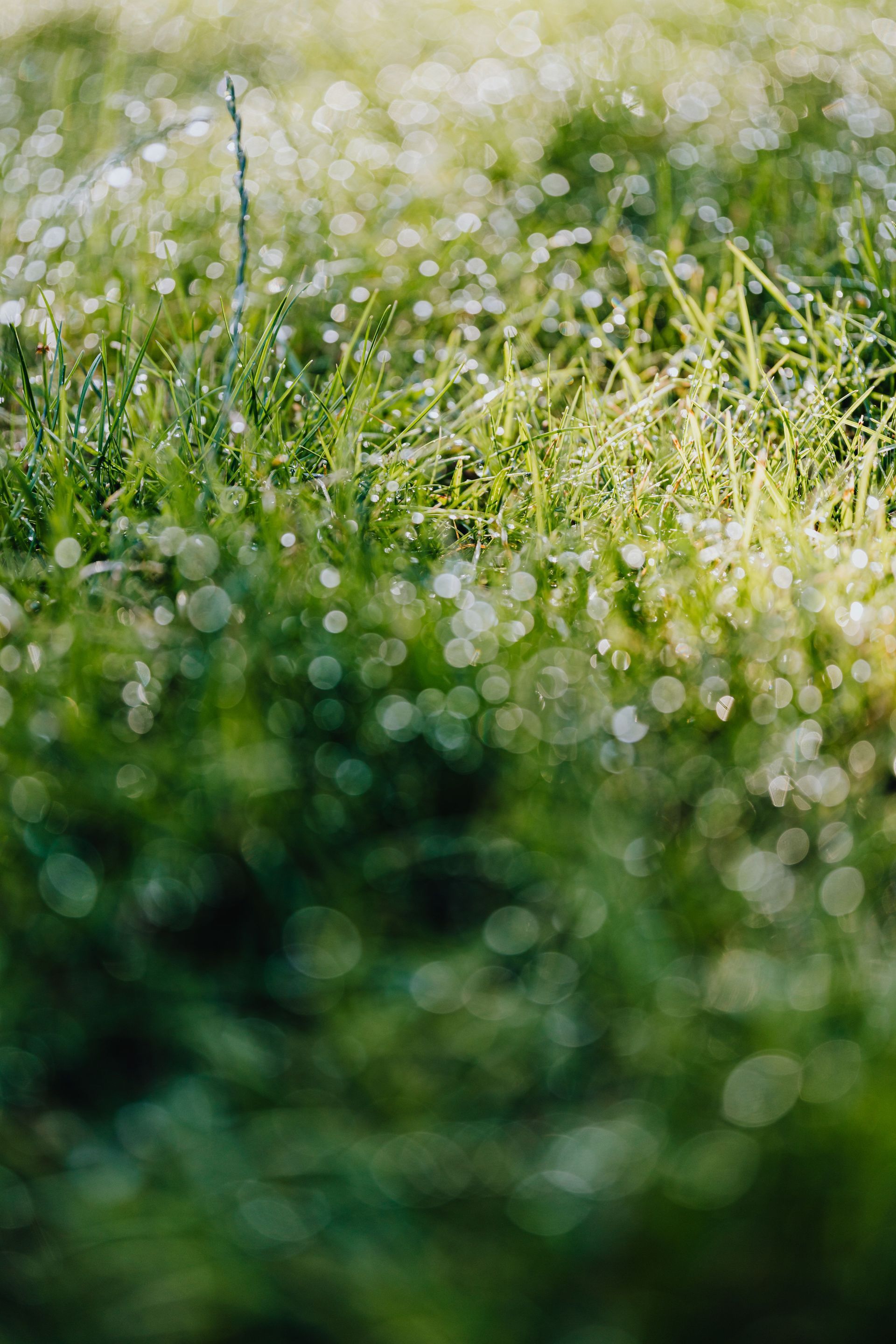 Close-up of dew-covered green grass in soft sunlight with a blurred, bokeh background