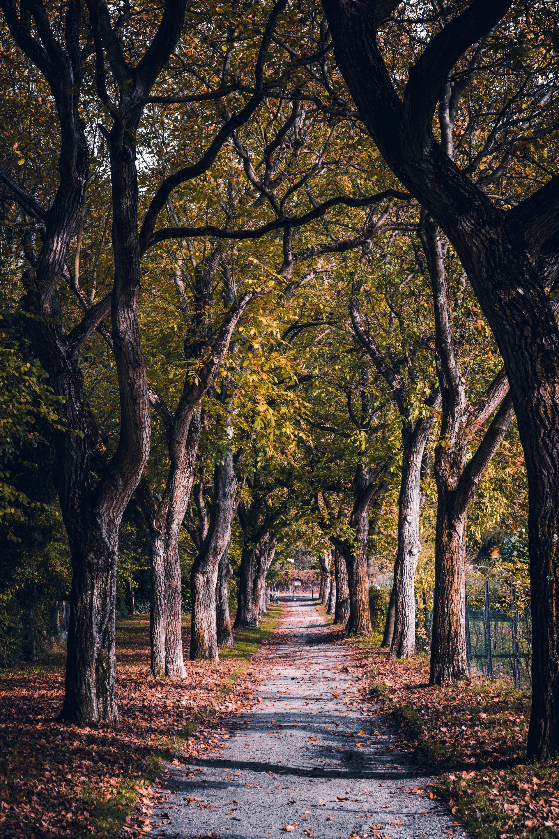 Tree-lined gravel path under arching branches with autumn leaves and dappled sunlight