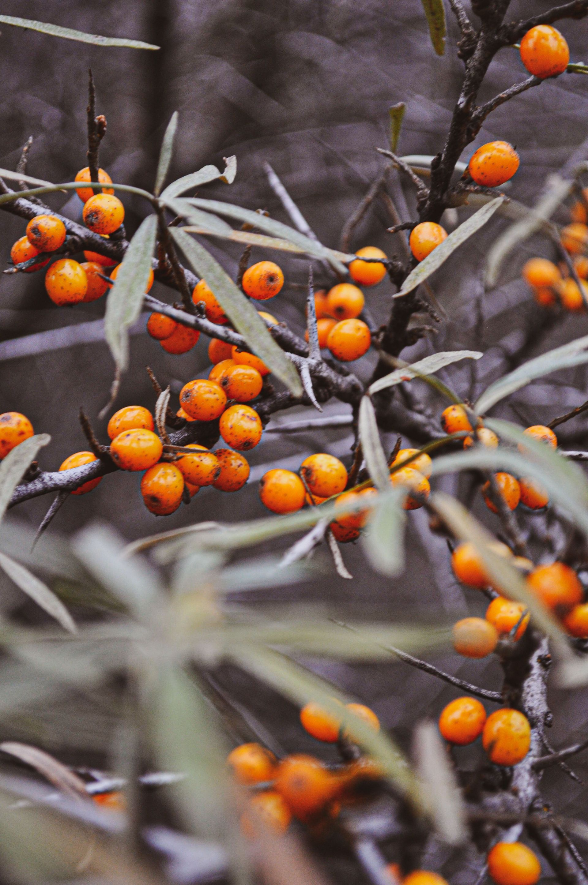 Bright orange sea buckthorn berries on a branch