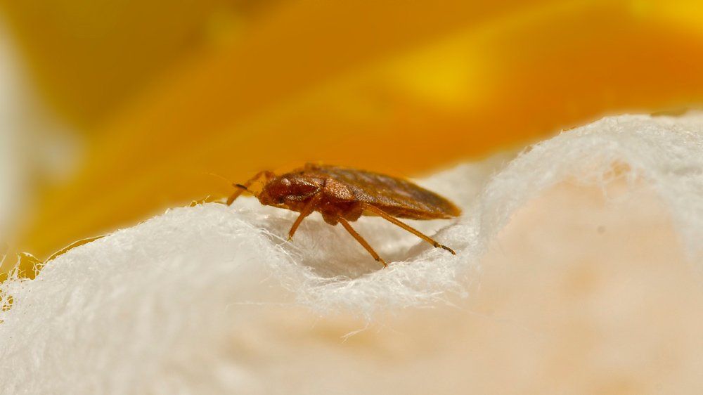 Bedbug On Cloth — Egg Harbor, NJ — Best Eastern Exterminating Corp Bedbug On Cloth — Egg Harbor, NJ — Best Eastern Exterminating Corp