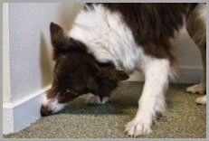 Dog Smelling — Egg Harbor, NJ — Best Eastern Exterminating Corp Dog Smelling — Egg Harbor, NJ — Best Eastern Exterminating Corp