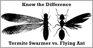 Difference Of Termite And Fly Ant — Egg Harbor, NJ — Best Eastern Exterminating Corp Difference Of Termite And Fly Ant — Egg Harbor, NJ — Best Eastern Exterminating Corp