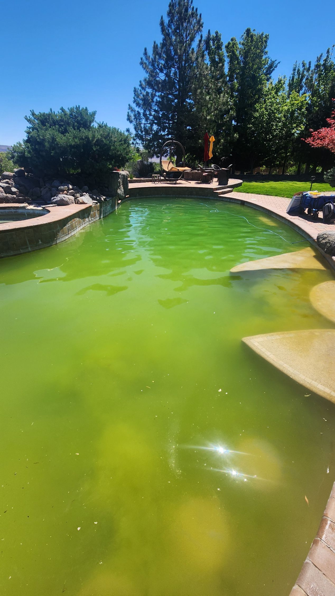 Bright green pond in a sunny garden with stone edges and trees in the background
