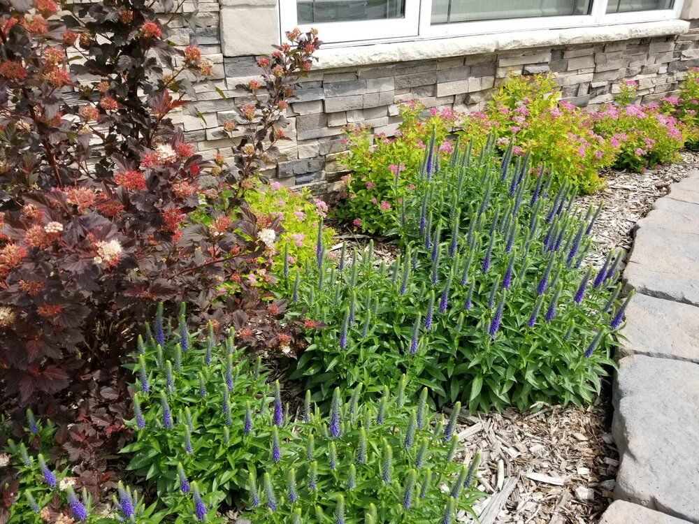 A garden with purple flowers and green shrubs in front of a house.