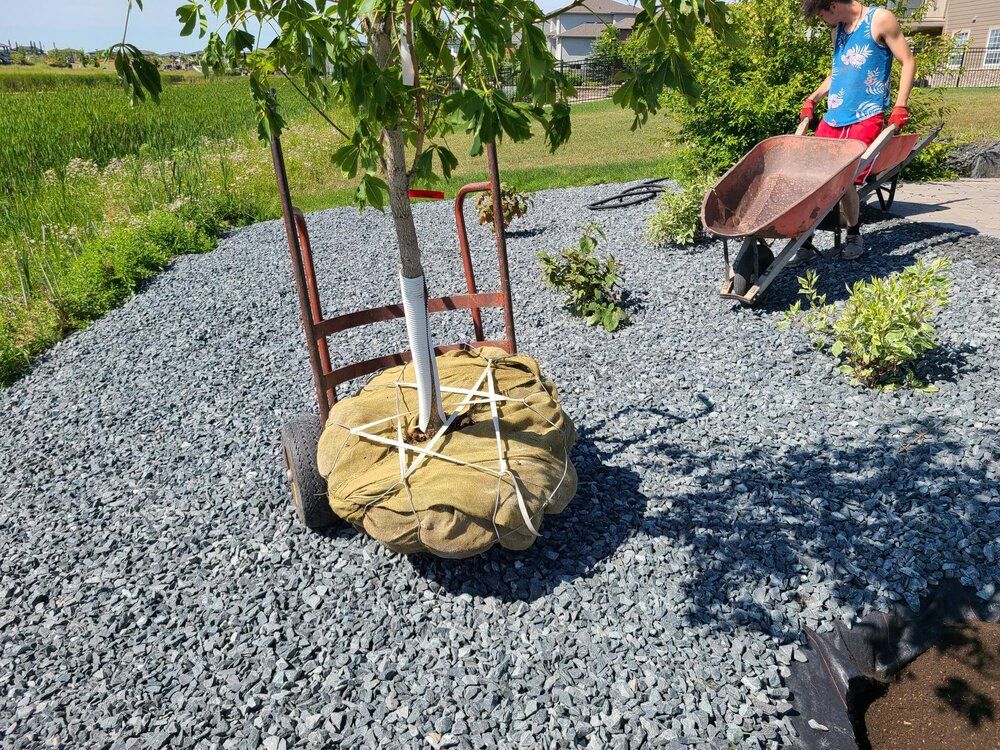 A person is pushing a wheelbarrow with a tree in it
