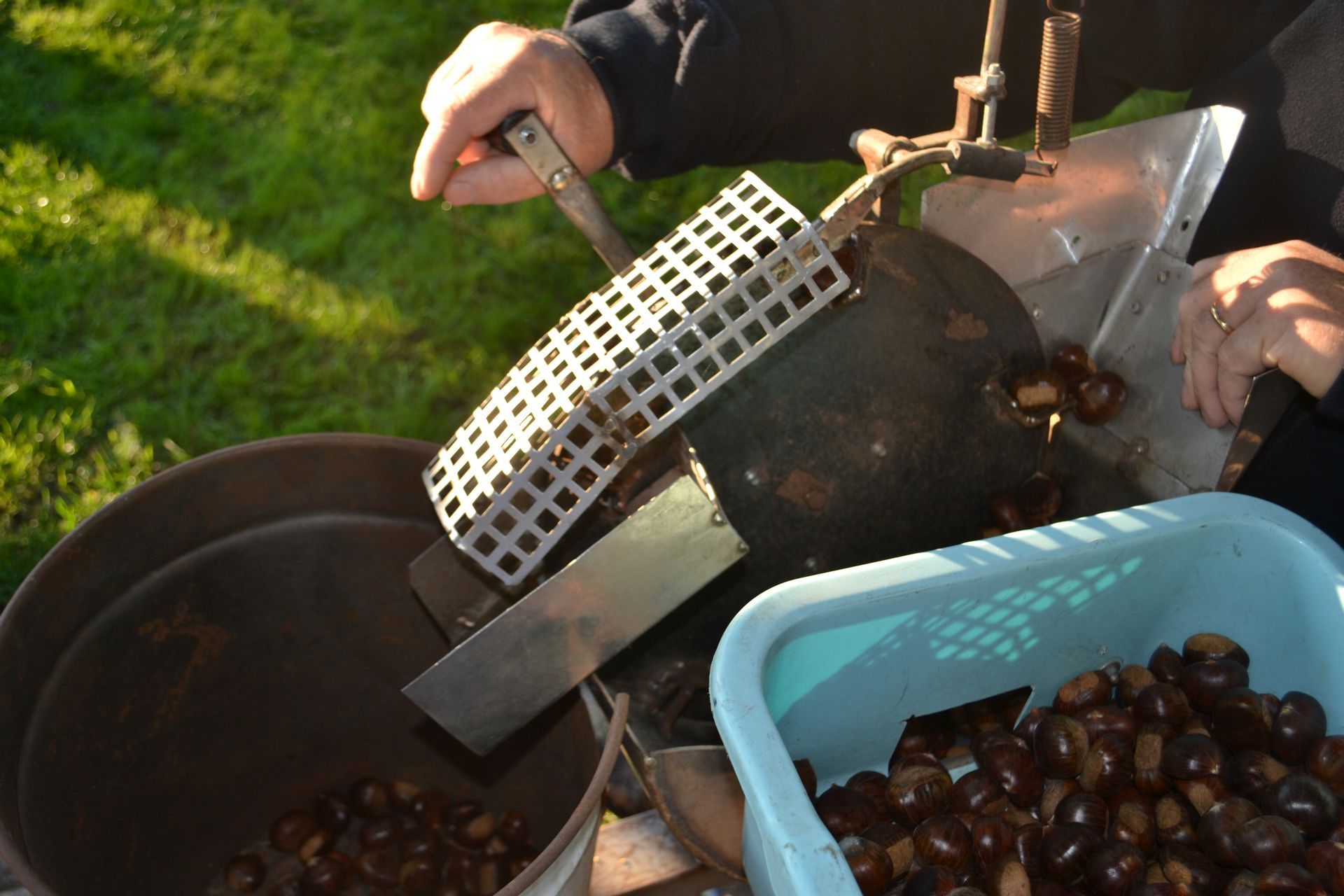 Versare a mano le castagne arrostite in un contenitore blu accanto a una macchina per arrostire all'aperto.