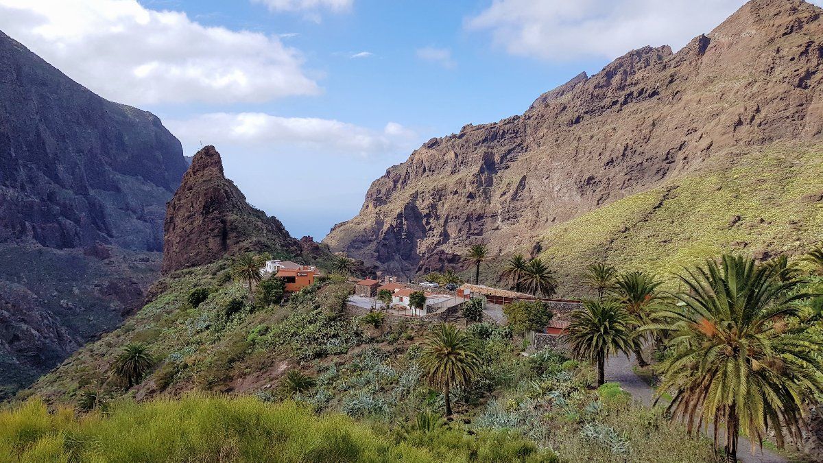 A valley surrounded by mountains and trees with a palm tree in the foreground