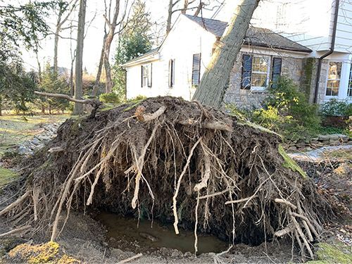 A pile of roots of a fallen tree in front of a house.