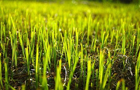 Close-up of bright green blades of grass growing in a sunny field.