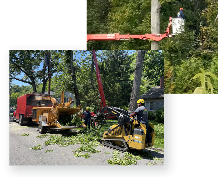 Tree removal crew working on a residential street. A truck with a chipper and workers in a bucket lift are visible