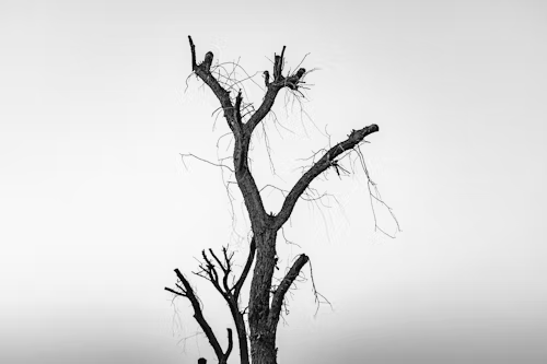 Bare tree silhouette against a stark, overcast sky.