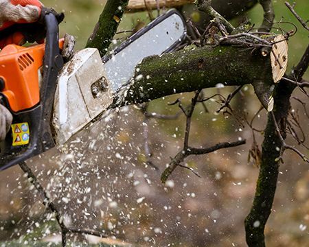 dead tree removal project