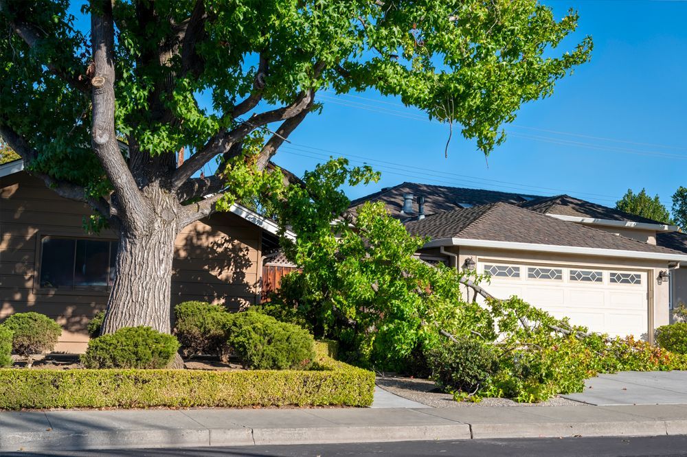A tree branch fallen on a house, obstructing the driveway; green foliage, blue sky.