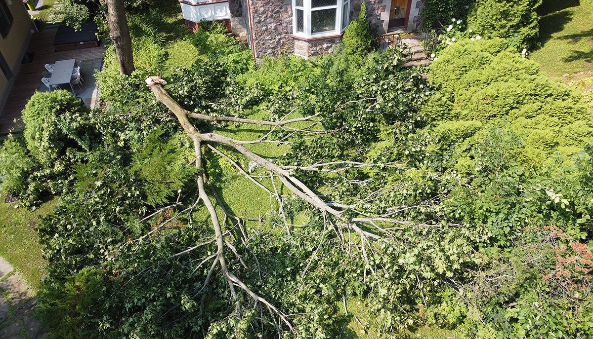 A fallen tree sprawled across a grassy area in front of a house, surrounded by foliage.