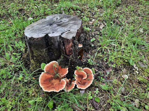 Brown and orange bracket fungi growing at the base of a weathered tree stump in grassy area.