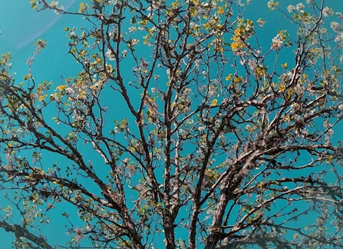 A low-angle view of a deciduous tree with budding branches silhouetted against a bright teal sky.