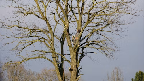 A person wearing protective gear climbs a bare deciduous tree during a trimming or removal process.