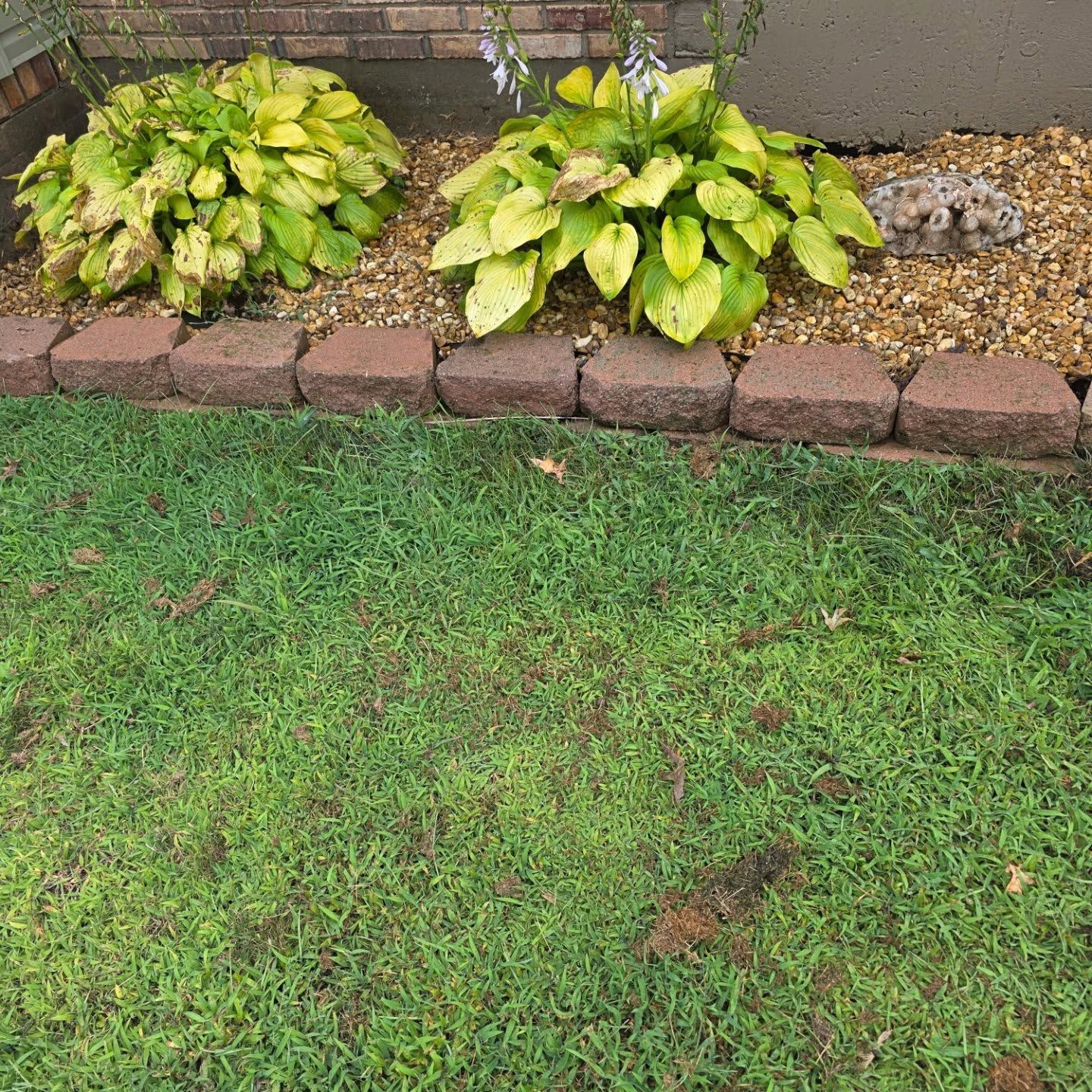 Small garden bed with green hostas, brick border, and wet grass in the foreground.
