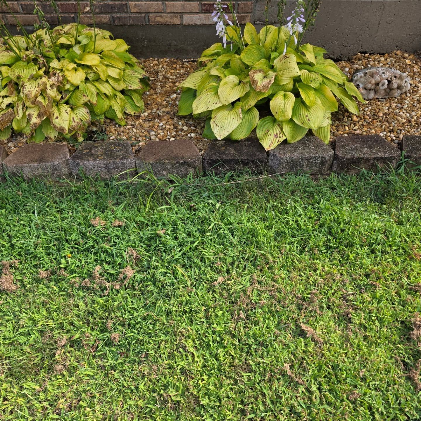 Mulched flower bed with two green hosta plants beside a grassy lawn and brick wall
