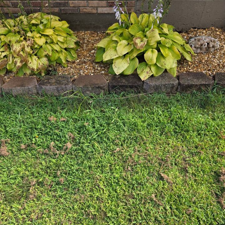 Green hosta plants in a mulch bed beside a grassy lawn and brick edging.