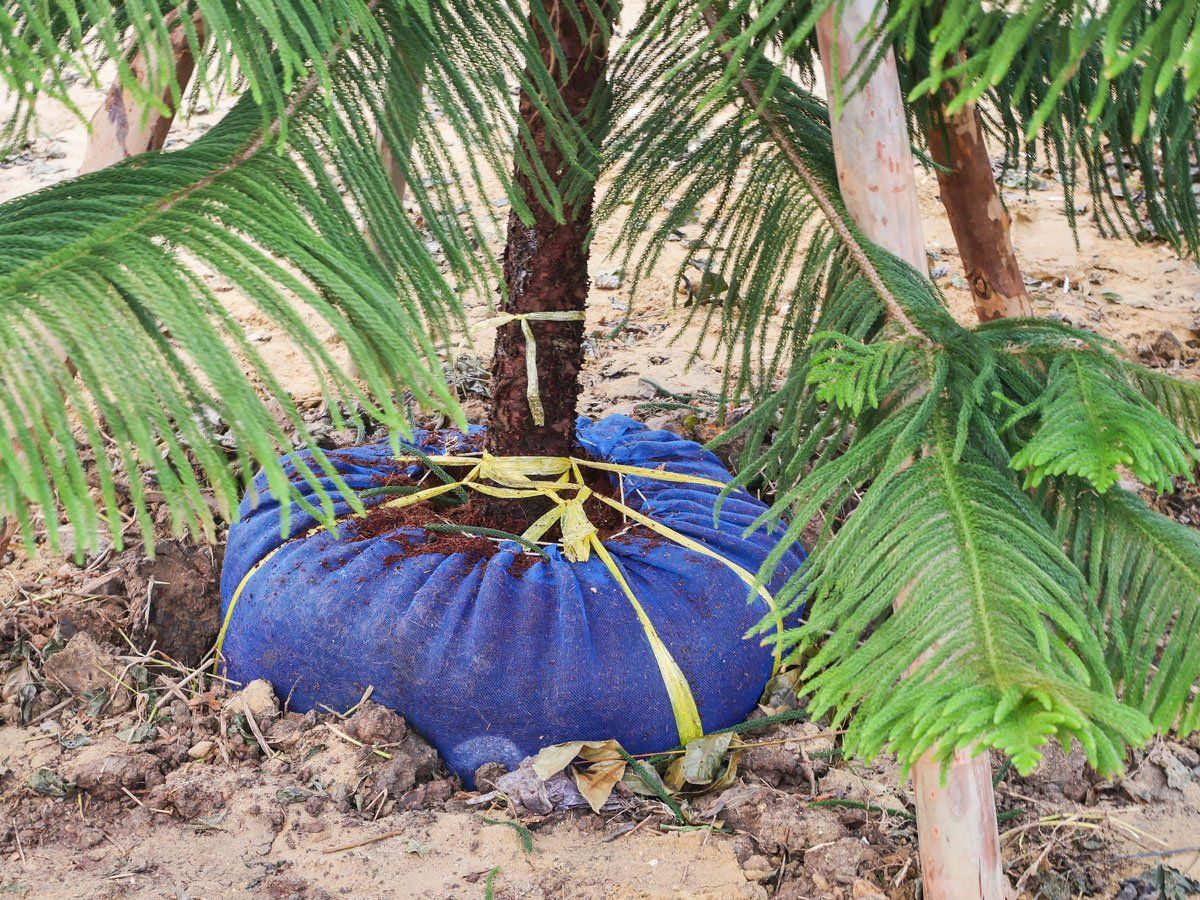 Transplantation Tree in the Garden — El Paso, TX — Daniel's Tree & Landscaping, Inc.