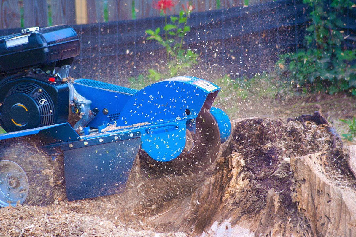 Machine Grinding Stump Left After Tree Removal — El Paso, TX — Daniel's Tree & Landscaping, Inc.