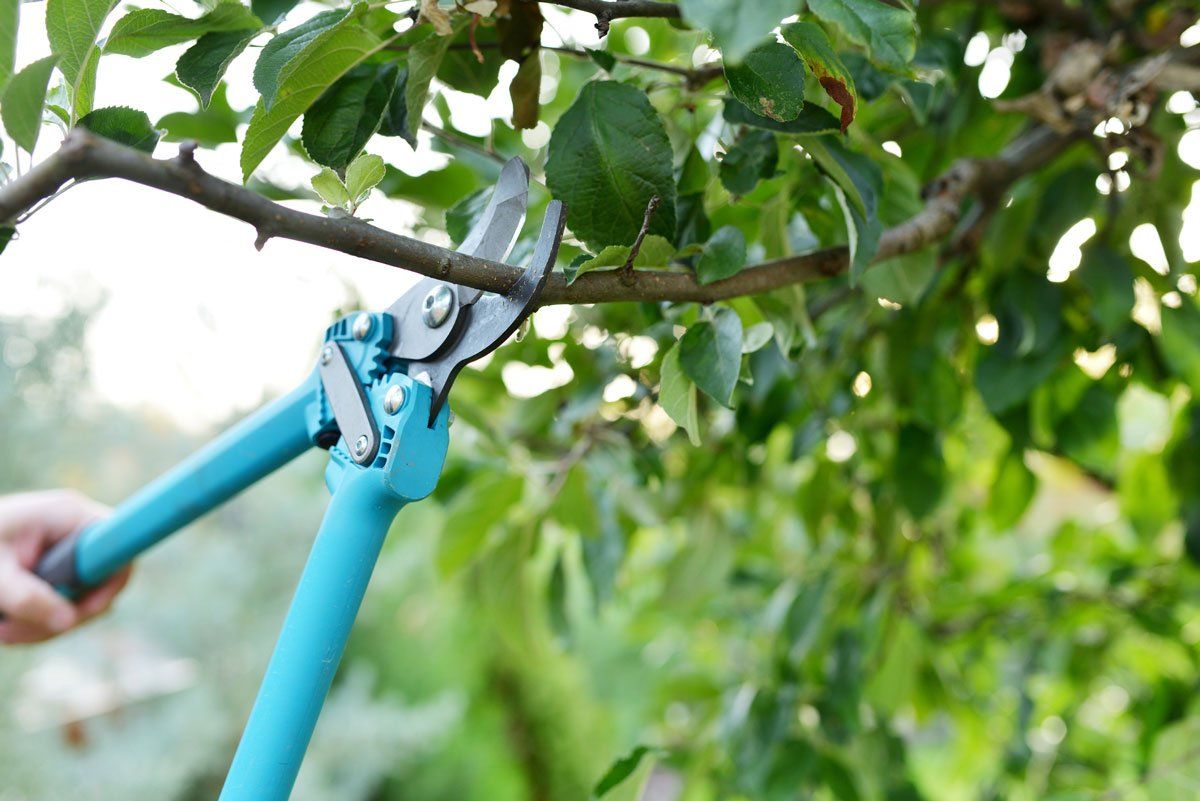 Man's Hand Trimming and Landscaping Trees — El Paso, TX — Daniel's Tree & Landscaping, Inc.