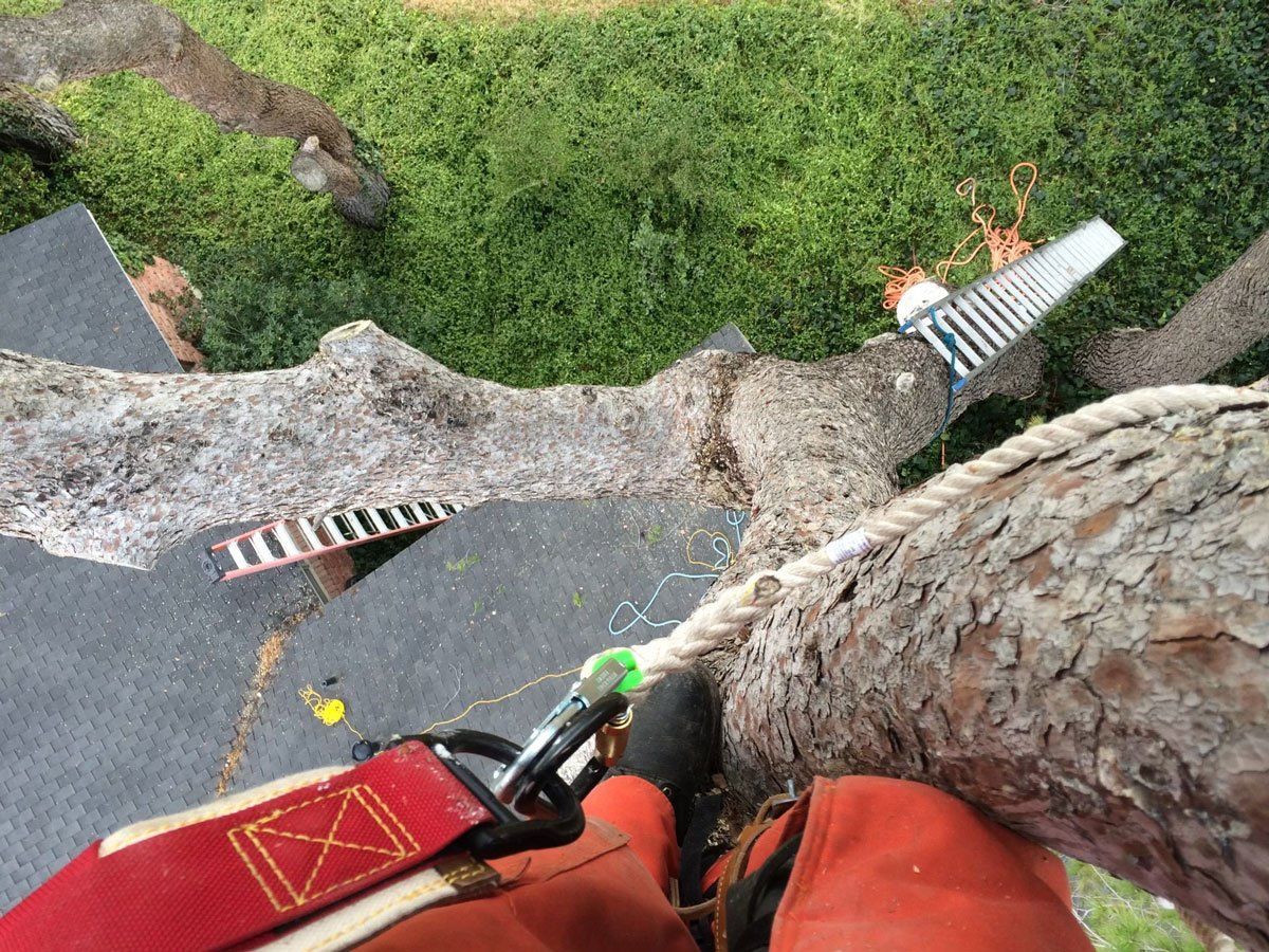 Tree Service — El Paso, TX — Daniel's Tree & Landscaping, Inc.