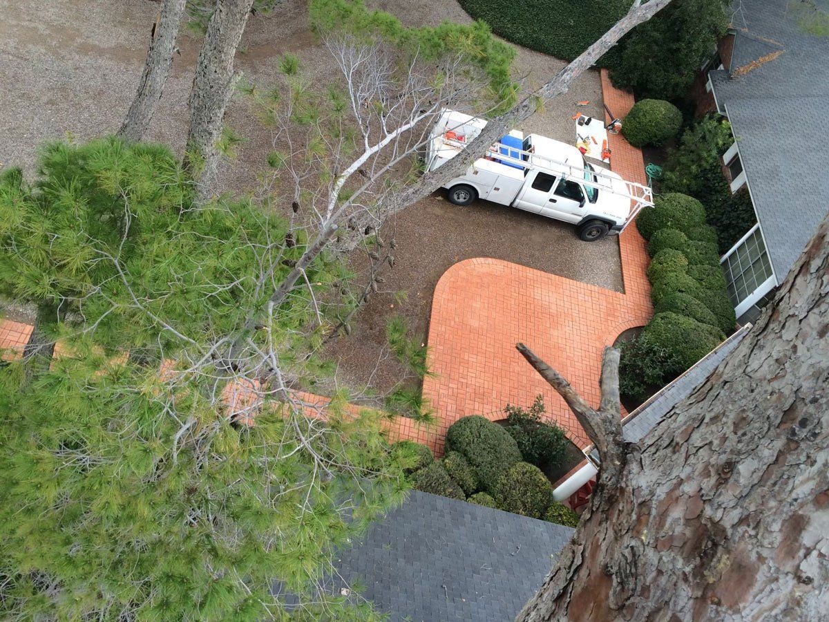 Tree Removal — El Paso, TX — Daniel's Tree & Landscaping, Inc.