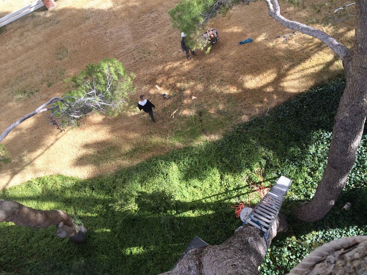 Tree Removal Service — El Paso, TX — Daniel's Tree & Landscaping, Inc.
