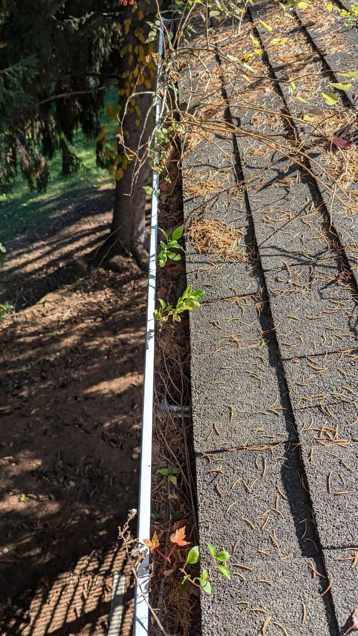 Steep shingled roof beside a wooded path, with a gutter downspout and young vines climbing the wall
