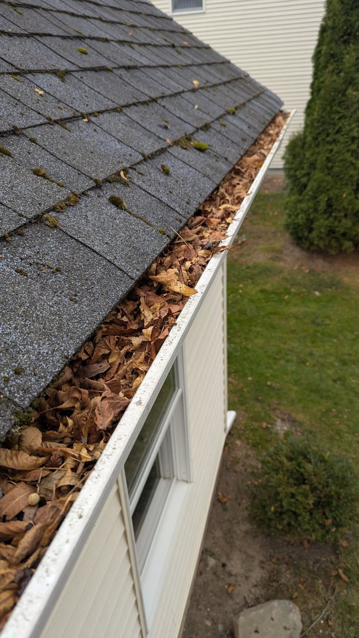Close-up of a roof gutter filled with leaves beside white siding and a hedge below.