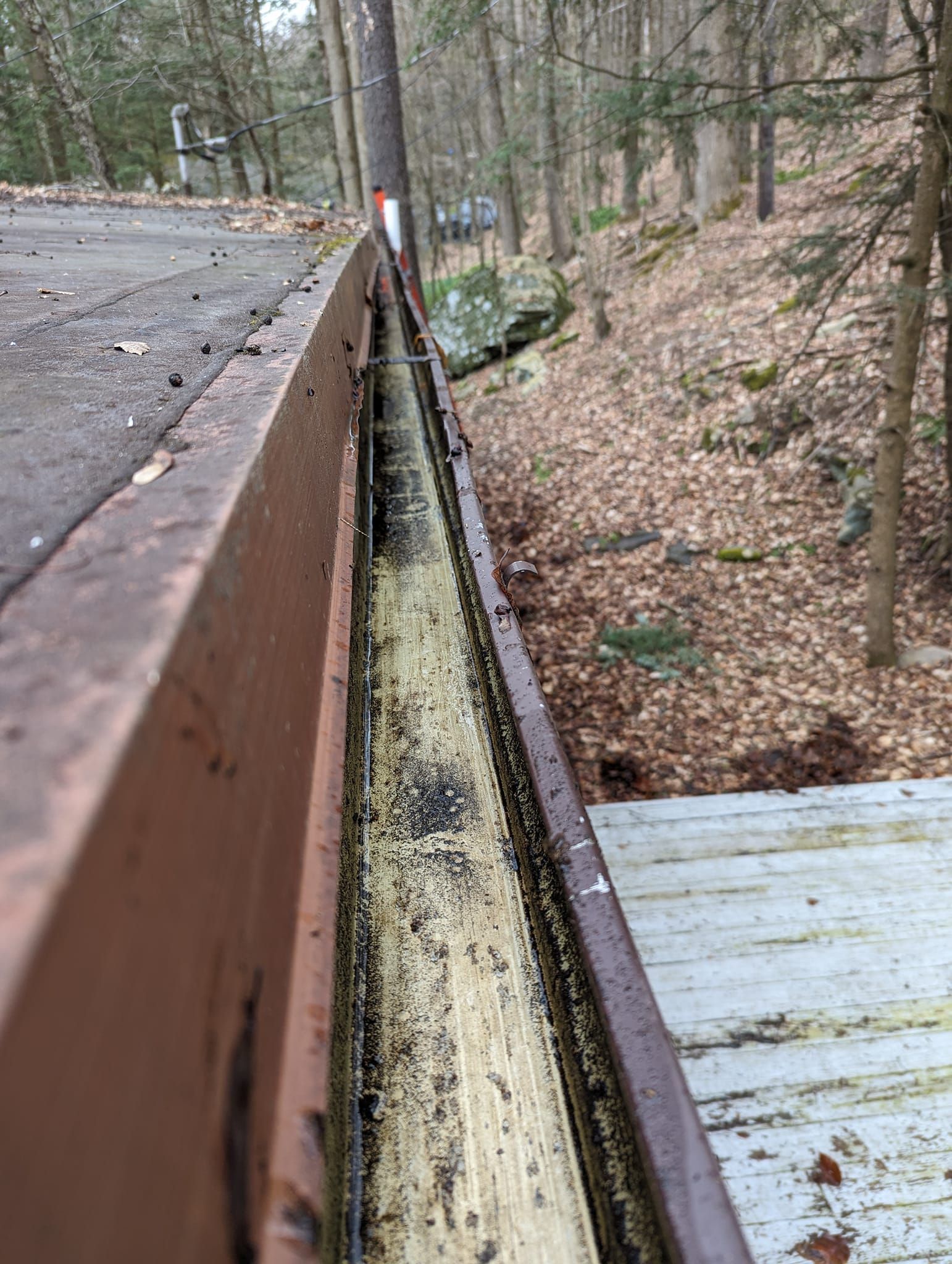 Rusty roadside guardrail beside a wooded path, with a leaf-covered ditch and trees in the background