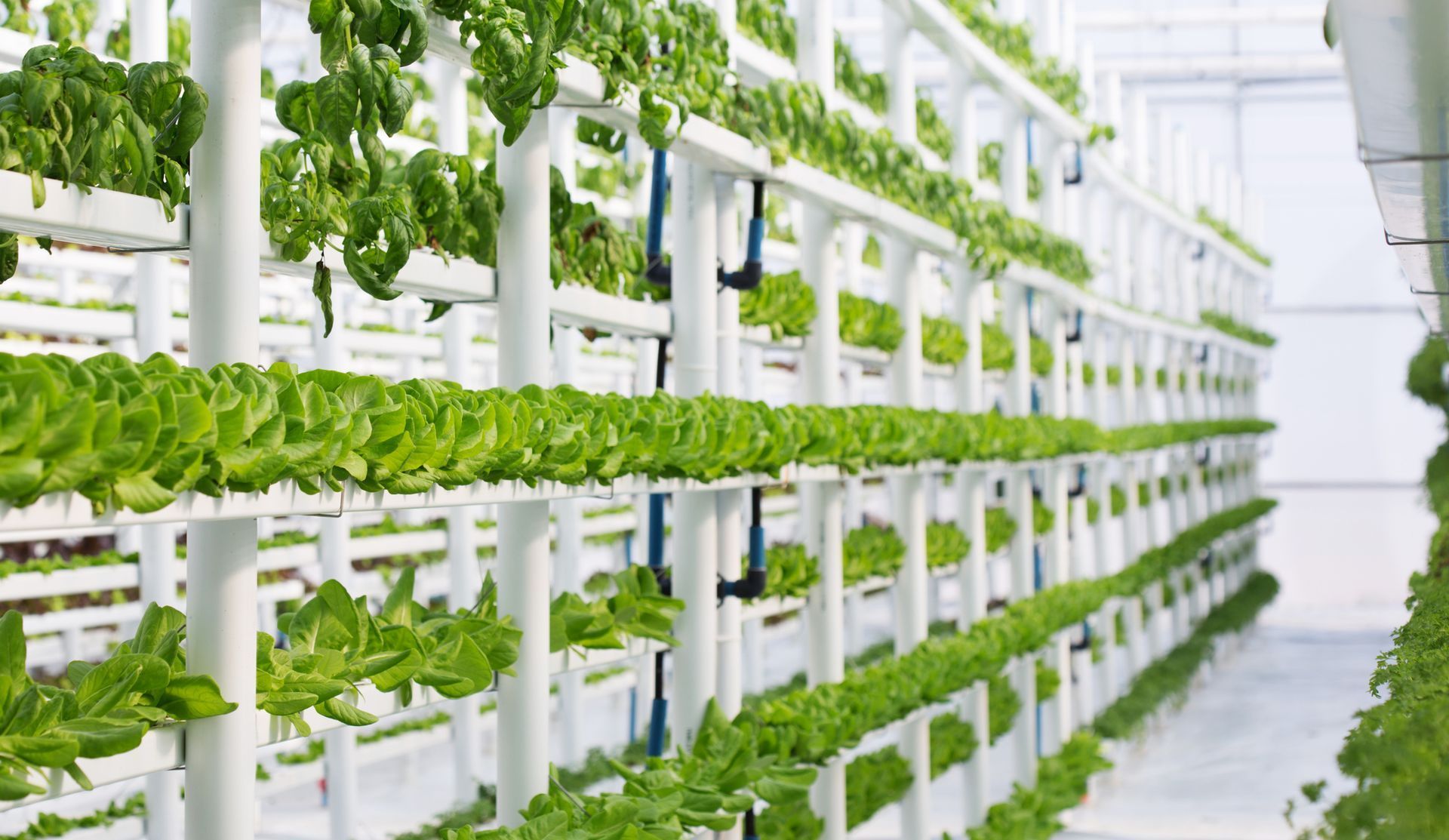 An image of healthy, abundant indoor-grown cannabis being protected by a Chorus odor control system.