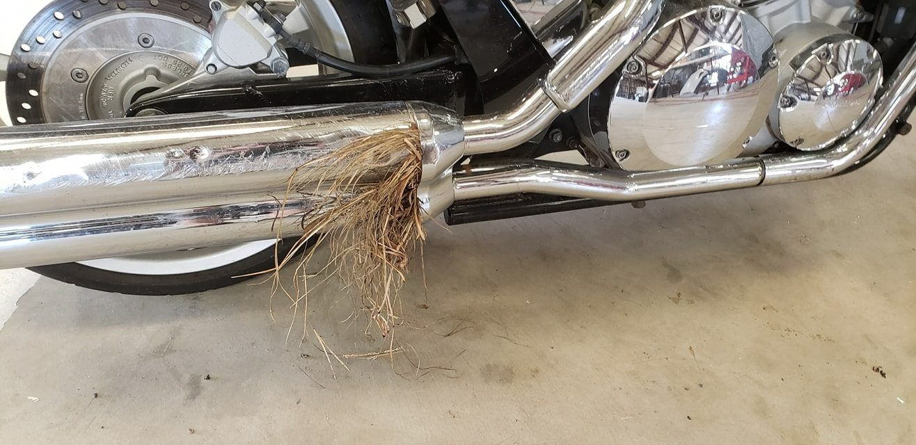 Dried grass or hay is stuck to the side of a chrome motorcycle exhaust pipe.