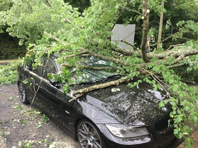 A black BMW car sits parked outside with a fallen tree branch resting across its hood and windshield.