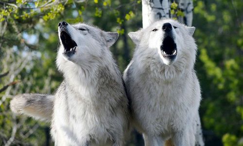 Wolves at the Grizzly & Wolf Discovery Center in West Yellowstone.