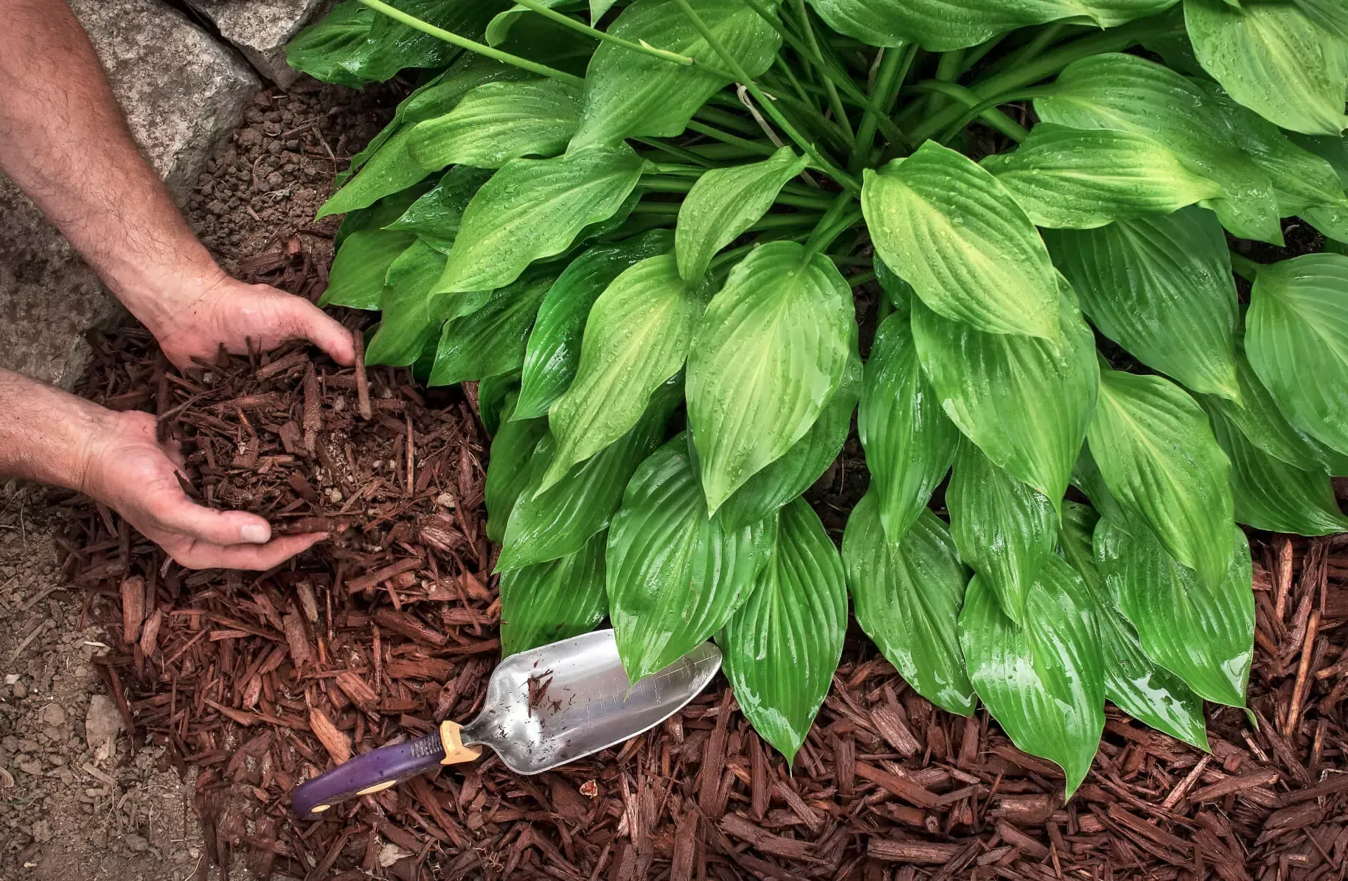 A person is spreading mulch around a plant with a shovel.