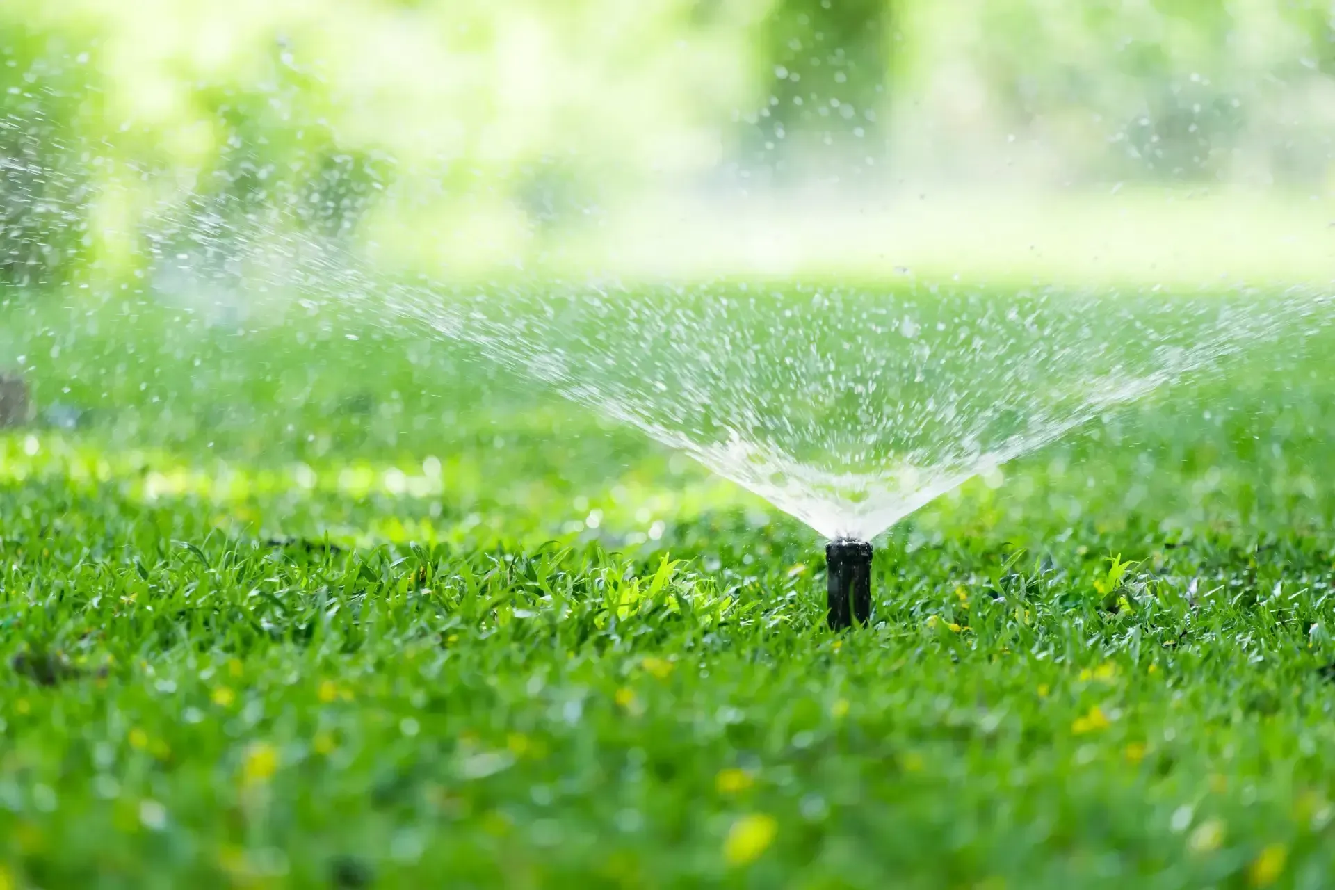 A sprinkler is spraying water on a lush green lawn.