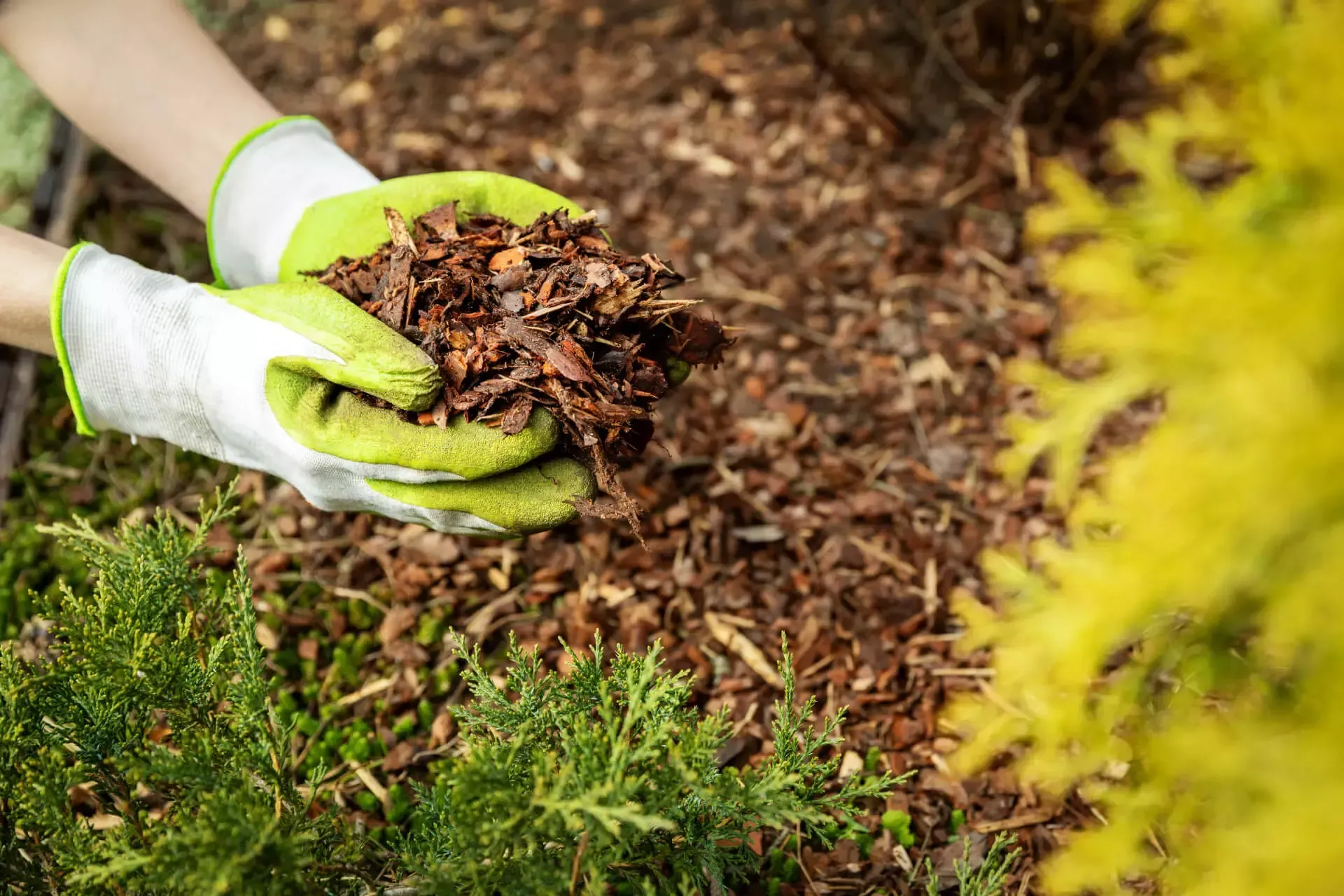 lawn care services greensboro 3