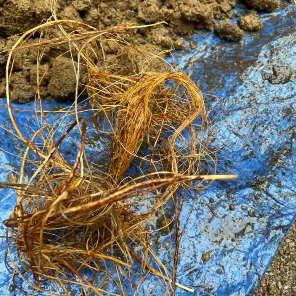 Blocked drains - roots removed