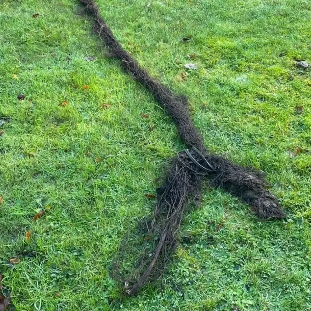 roots removal service farnborough