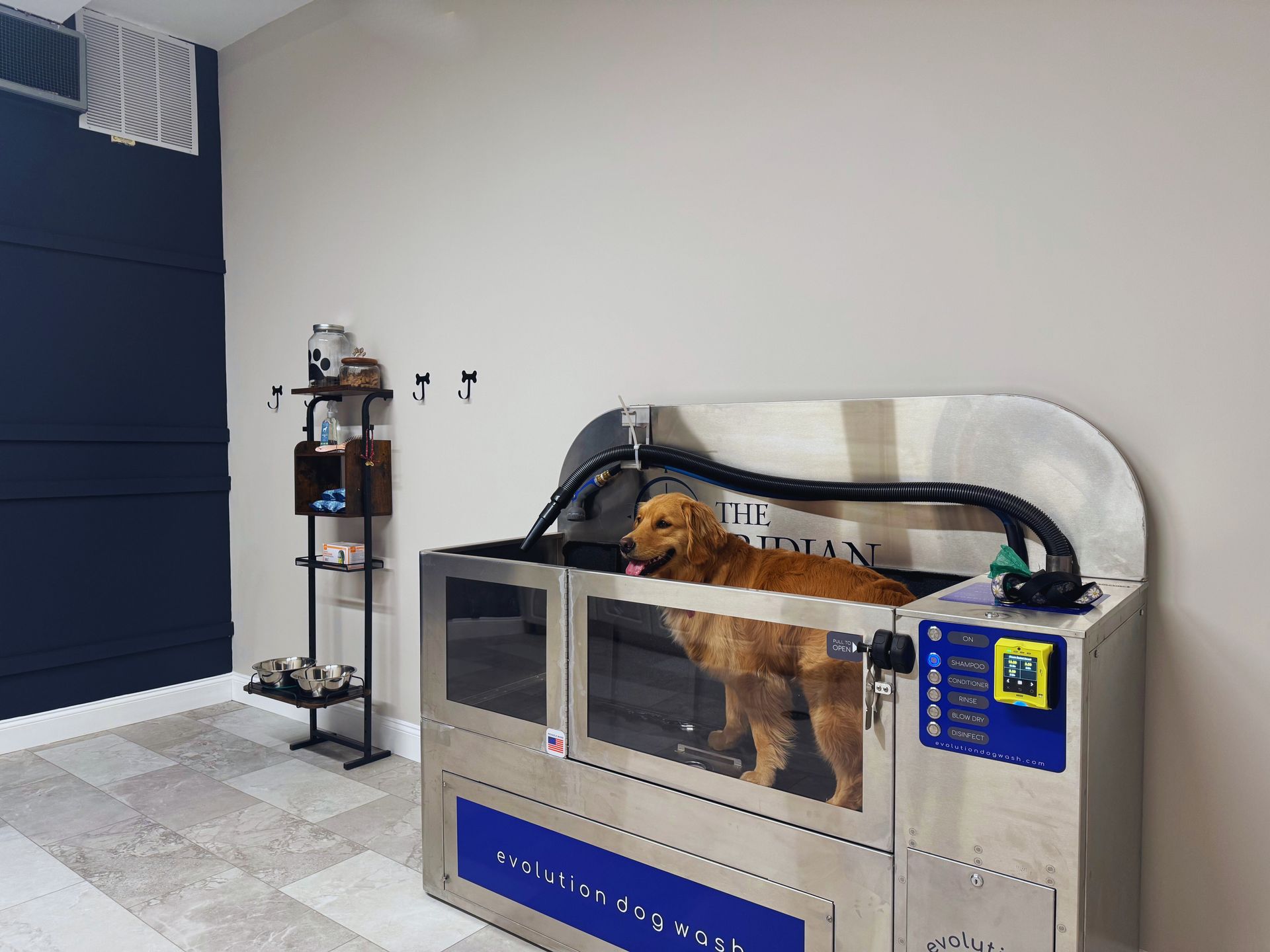Golden retriever in a dog wash, standing in water. Silver and blue machine in a room.