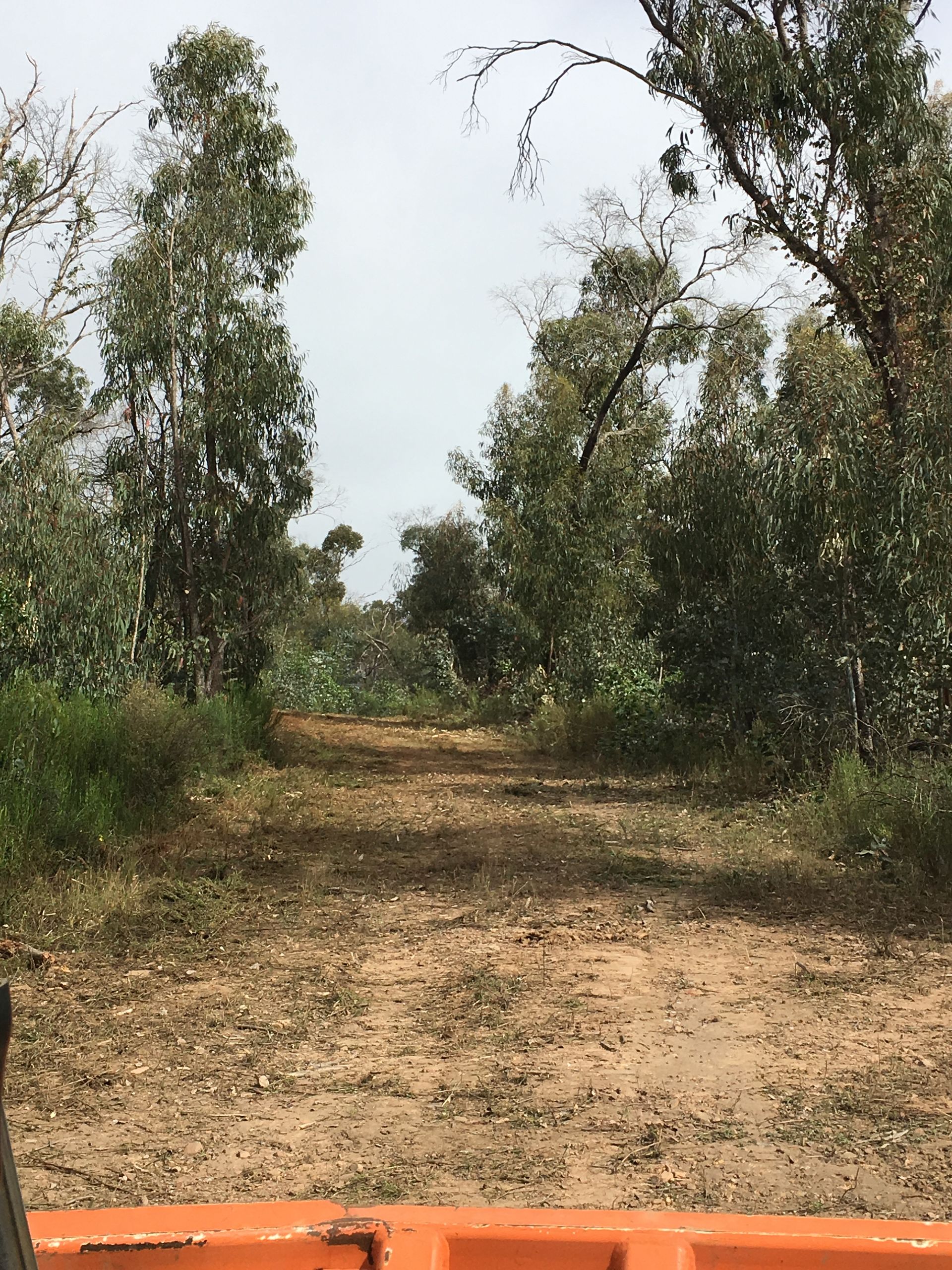 A dirt road going through a forest with trees on both sides.